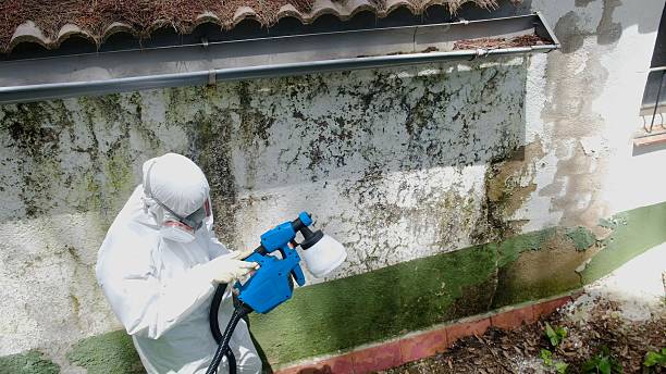 Top rated local Mold Remediation specialists in Spring City, PA